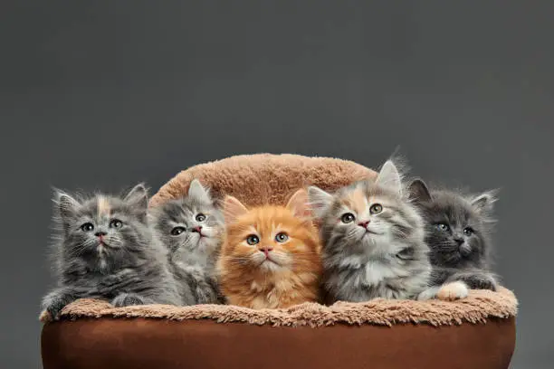 К чему снится Котенок?